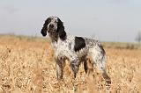 SETTER ANGLAIS 118